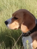Photo №2 to announcement № 13293 for the sale of beagle - buy in Russian Federation private announcement