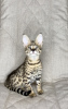 Photo №1. savannah cat - for sale in the city of Москва | 9659$ | Announcement № 26067