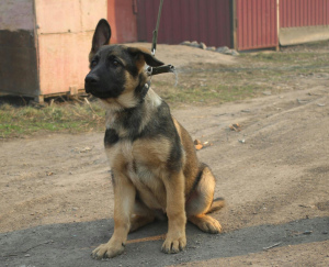 Photo №2 to announcement № 6176 for the sale of german shepherd - buy in Russian Federation 