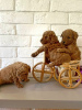 Photo №1. poodle (toy) - for sale in the city of Voronezh | negotiated | Announcement № 19389