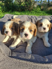 Photo №1. american cocker spaniel, english cocker spaniel, english springer spaniel, welsh springer spaniel, irish water spaniel, spanish water dog, spanisch mastiff, cavalier king charles spaniel, cavalier king charles spaniel, clumber spaniel, russian spaniel, tibetan spaniel - for sale in the city of Helsinki | 1032$ | Announcement № 176035