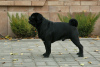 Photo №2 to announcement № 8820 for the sale of pug - buy in Kyrgyzstan breeder