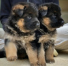 Photo №1. german shepherd - for sale in the city of Helsinki | negotiated | Announcement № 123561