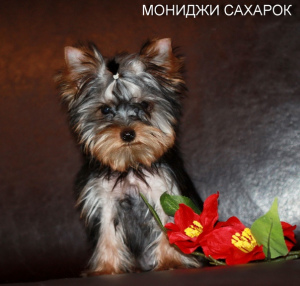 Photo №2 to announcement № 1421 for the sale of yorkshire terrier - buy in Russian Federation breeder
