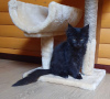 Additional photos: Black Maine Coon kitten with a white medallion