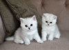 Photo №2 to announcement № 123358 for the sale of british shorthair - buy in Germany private announcement, breeder