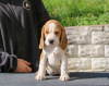 Photo №2 to announcement № 13617 for the sale of beagle - buy in Belarus from nursery