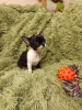 Photo №2 to announcement № 10475 for the sale of chihuahua - buy in Ukraine breeder