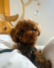 Photo №4. I will sell poodle (toy) in the city of Glasgow.  - price - negotiated