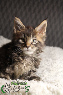 Photo №1. maine coon - for sale in the city of St. Petersburg | 821$ | Announcement № 4706