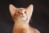Photo №2 to announcement № 8957 for the sale of abyssinian cat - buy in Belarus from nursery