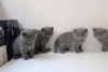 Photo №1. british shorthair - for sale in the city of Wiesbaden | 317$ | Announcement № 96081