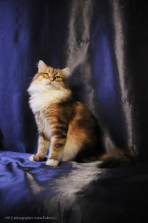 Photo №4. I will sell siberian cat in the city of Moscow. from nursery - price - 890$