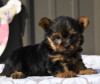 Photo №2 to announcement № 50502 for the sale of yorkshire terrier - buy in United States private announcement