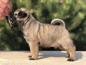 Photo №2 to announcement № 2514 for the sale of pug - buy in Russian Federation from nursery