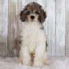 Photo №1. poodle (dwarf) - for sale in the city of Rio de Janeiro | 200$ | Announcement № 45713