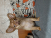 Additional photos: Chihuahua puppy