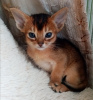 Photo №1. abyssinian cat - for sale in the city of Жлобин | 508$ | Announcement № 10323
