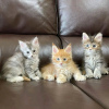 Photo №3. Healthy cute adorable Maine coon kittens available now for sell. Switzerland