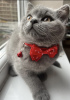 Photo №2 to announcement № 103833 for the sale of british shorthair - buy in Germany 