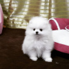 Photo №2 to announcement № 118347 for the sale of pomeranian - buy in Germany private announcement