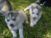 Photo №1. siberian husky - for sale in the city of London | negotiated | Announcement № 75876