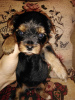 Additional photos: Yorkie/Kawaiiork puppies