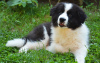 Photo №2 to announcement № 109275 for the sale of bearded collie - buy in Germany private announcement, breeder