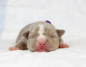 Additional photos: American bully