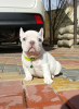 Photo №2 to announcement № 93786 for the sale of french bulldog - buy in Poland private announcement
