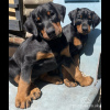 Photo №2 to announcement № 103386 for the sale of dobermann - buy in United States breeder