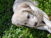 Photo №3. White Labrador Retriever Puppy For Sale. Georgia