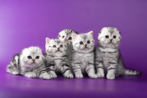 Photo №2 to announcement № 5071 for the sale of scottish fold - buy in Belarus from nursery