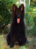 Photo №1. german shepherd - for sale in the city of Каир | 600$ | Announcement № 111540