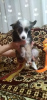 Photo №4. I will sell chinese crested dog in the city of Orenburg. breeder - price - 195$