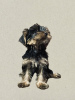 Additional photos: Yorkshire terrier puppies