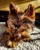Photo №2 to announcement № 48041 for the sale of yorkshire terrier - buy in Sweden breeder