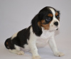 Photo №1. cavalier king charles spaniel - for sale in the city of Tver | 1706$ | Announcement № 8245