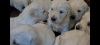 Photo №2 to announcement № 108832 for the sale of golden retriever - buy in United States private announcement, from nursery, from the shelter, breeder