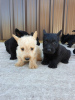 Photo №4. I will sell scottish terrier in the city of Lublica.  - price - 1187$