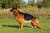 Photo №2 to announcement № 9504 for the sale of german shepherd - buy in Russian Federation breeder