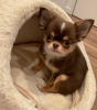 Photo №2 to announcement № 42159 for the sale of chihuahua - buy in Sweden private announcement