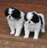 Photo №1. japanese chin - for sale in the city of Эспоо | negotiated | Announcement № 123604