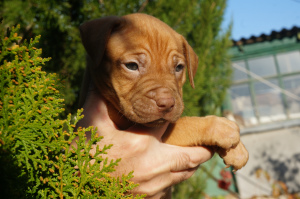 Photo №2 to announcement № 3881 for the sale of american pit bull terrier - buy in Ukraine breeder