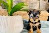 Photo №1. non-pedigree dogs - for sale in the city of Bamberg | Is free | Announcement № 117553