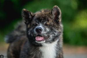 Photo №2 to announcement № 3598 for the sale of akita - buy in Ukraine private announcement