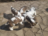 Photo №3. Adorable Saint Bernard puppies,. Ireland