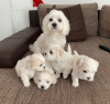 Photo №1. maltese dog - for sale in the city of Munich | negotiated | Announcement № 32663