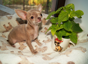 Photo №2 to announcement № 3483 for the sale of chihuahua - buy in Ukraine from nursery