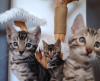 Photo №2 to announcement № 121243 for the sale of bengal cat - buy in Serbia breeder